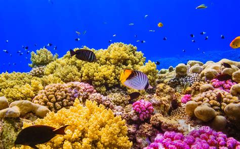 A Coral Reef In The Red Sea Near Egypt © Cinobyistockgetty Images