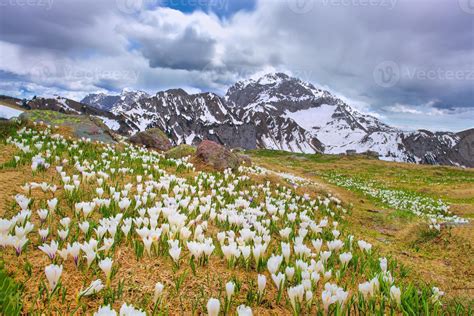 Crocus Bloom In Spring When Snow Melts In The Mountains 2547943 Stock