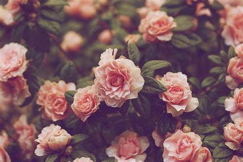 Menakjubkan Wallpaper Bunga Pink Tumblr Gambar Bunga Indah