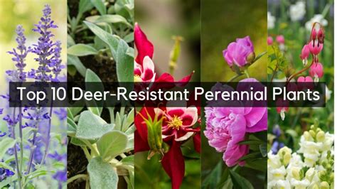Our Top 10 Deer Resistant Perennial Plants Patuxent Nursery