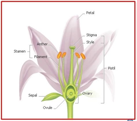 Flowers have both male and female parts that work together to reproduce. Parts of Angiosperm; Its Importance and General ...