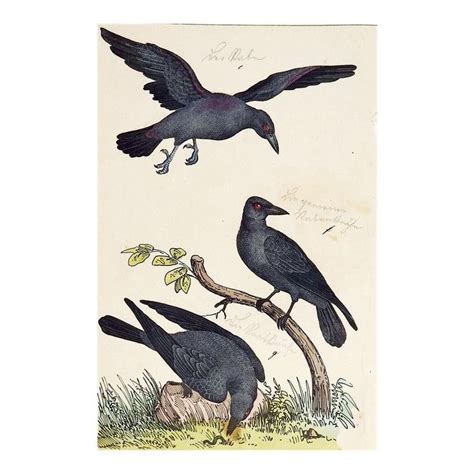 Hand Colored Crow Raven Woodcut Print Woodcuts Prints Woodcut Crows