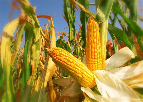 Corn Harvest Field