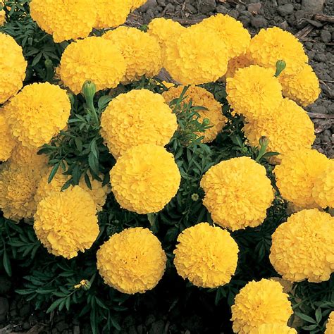 Marigold is a yellow flower related to asters and sunflowers. Patio & garden | Marigold flower, Annual flowers, Growing ...