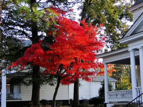 Check out our japanese plants selection for the very best in unique or custom, handmade pieces from our shops. Japanese maple | Japanese maple, Plants, Red peppercorn