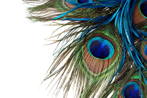 download peacock feathers peacock feather high resolution png image with no background