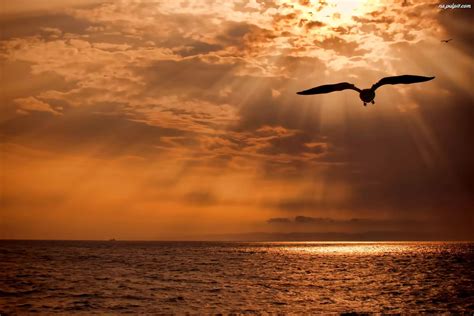 Ptak Zachód Promienie Słońca Morze