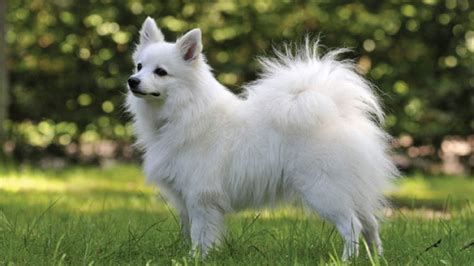15 Dogs That Look Like Foxes Aka Fox Dogs Barking Royalty