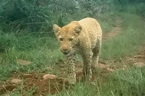 Rare ‘strawberry Leopard Photographed In South Africa