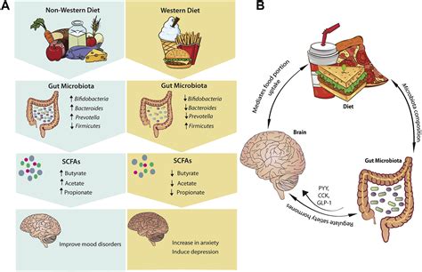 Feeding The Microbiota Gut Brain Axis Diet Microbiome And