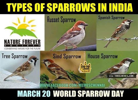 Traditional watercolor art of sparrow for world sparrow day. 25+ Best World Sparrow Day Wish Pictures And Photos