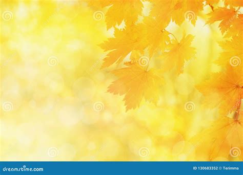 Blurred Nature Autumn Background Yellow Maple Leaves Stock Photo