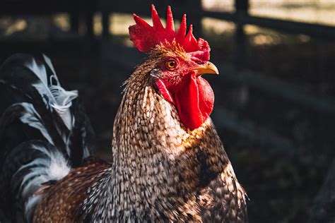 What Should We Know About Rooster Comb Injections? | Banner