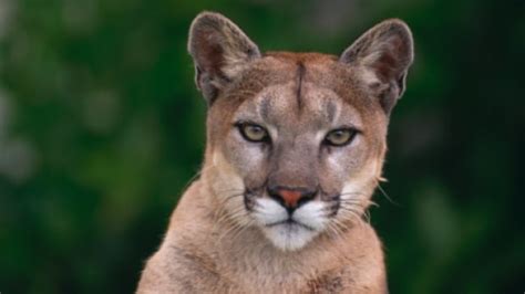 Ghost Cougar Of Nova Scotia Still A Mystery To Kejimkujik Researcher