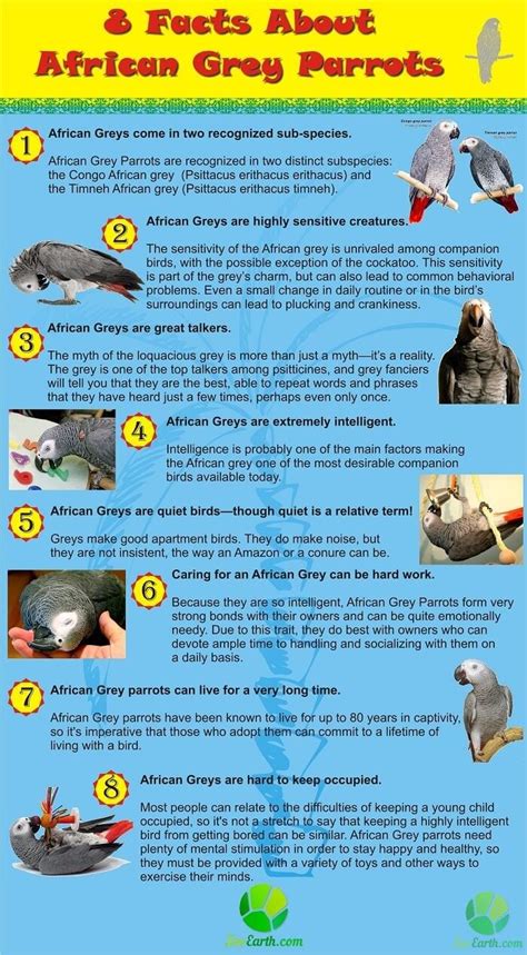 Facts About African Grey Parrots Infographic African Grey Parrot