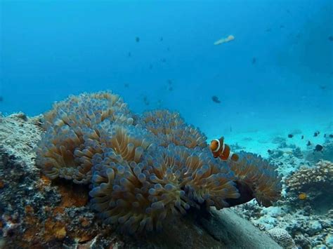 Delima redang resort ⭐ , malaysia, redang island, jalan jeti merang pantai peranginan merang: 3D2N Snorkeling Package at Delima Redang Resort, Pulau ...