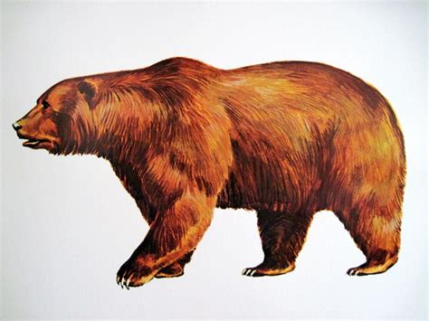 Brown Bear Illustration Bear Illustration Brown Bear Illustration