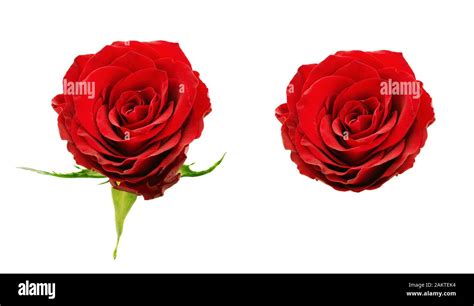 Set Of Red Rose Flowers Isolated On White Stock Photo Alamy