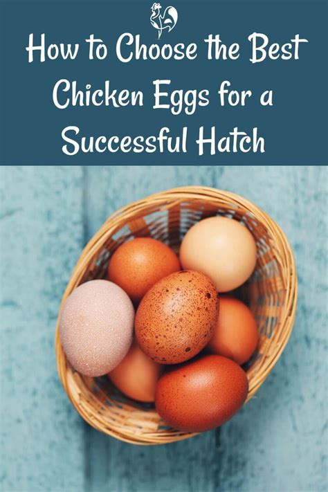 Choosing Hatching Eggs Four Steps To Successful Incubation