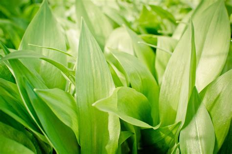 Daun bawang adalah jenis sayuran yang mudah ditanam. Gambar : menanam, bunga, musim semi, hijau, herba, botani ...