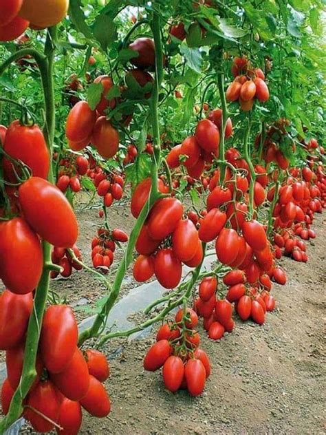 Resultado De Imagem Para Grow San Marzano Tomatoes Veggie Garden