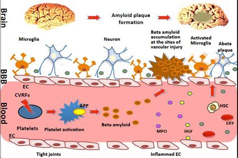 Blood Brain Barrier BBB With Its Components Is Shown The Endothelial