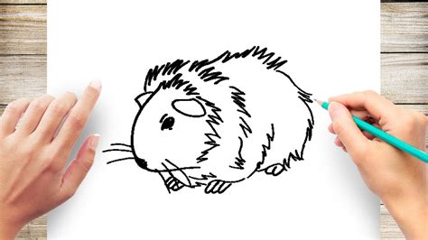 How To Draw A Guinea Pig Step By Step For Beginner Youtube
