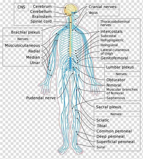 Central Nervous System Cns Clipart Brain Spinal Cord 2