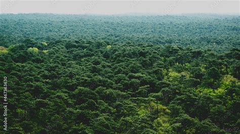 Paisaje Con Un Bosque Muy Frondoso Foto De Stock Adobe Stock