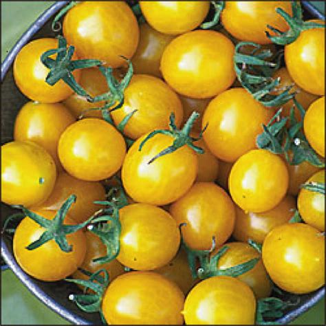 Try grape tomato seeds, rainbow cherry tomato seeds, green zebra tomato seeds, & black cherry tomato plants in. Blondkopfchen Yellow Cherry Tomato - 20 Seeds | eBay