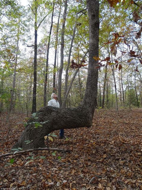 Expert Claims Mysterious Bent Trees Were Secret Native Americans
