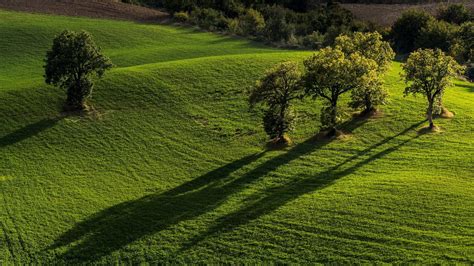 Green Grass Field With Trees Nature Landscape Trees Simple Hd