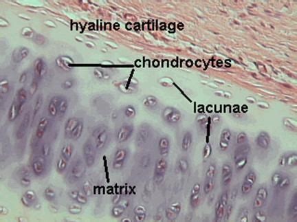 Hyaline Cartilage Supports Protects Provides Framework Found Ends