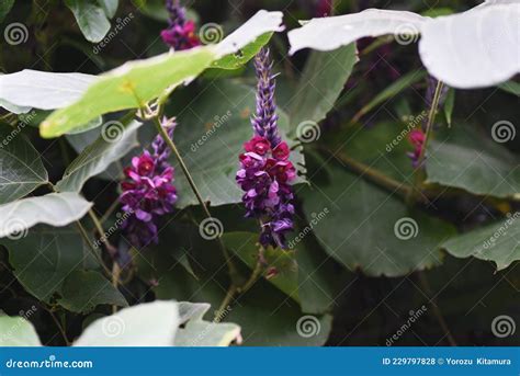 Kudzu Flowers Stock Photo Image Of Hanging Fabaceae 229797828
