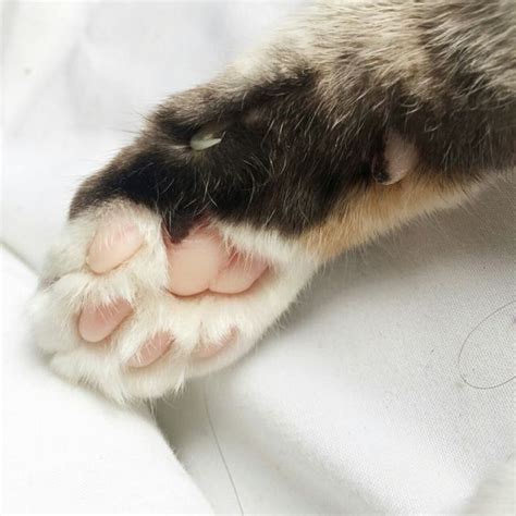 15 Some Interesting Facts About Cat Paws Cats In Care