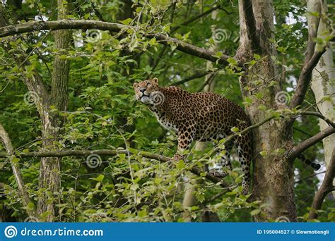 Sri Lankan Leopard Panthera Pardus Kotiya Adult Perched In Tree