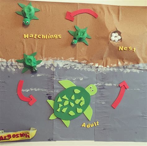Life Cycle Of A Turtle Ks2 Inge Hennessey