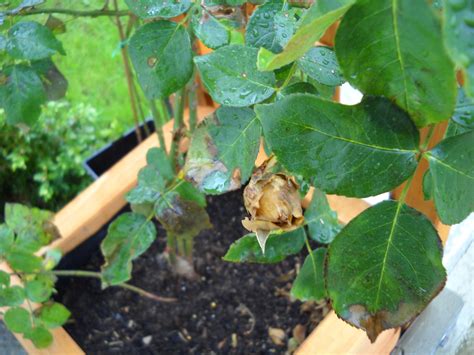 Bei problemen mit automatischer abmeldung. Rosen Krankheit | Gartenforum ⇒ Stelle eine Frage in der ...