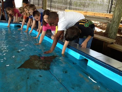 Allapattah Flats Students Get Up Close With Sea Life Lucielink