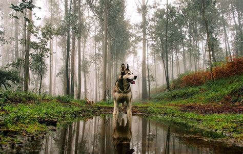 Wallpaper Forest Look Each Dog Images For Desktop Section собаки