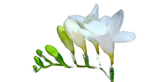 However in an animated.gif file white will stay white. Flowers Stickers - Find & Share on GIPHY