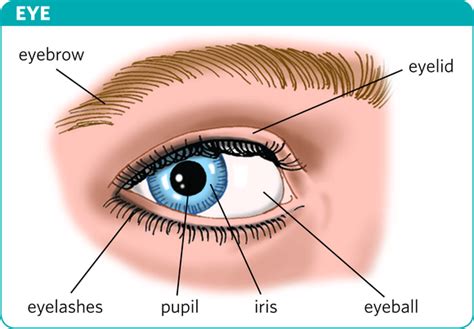 Diagram Diagram Of Eye Description Mydiagram Online