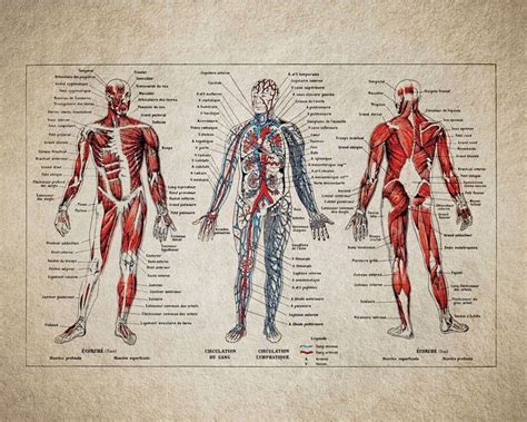 Vintage Human Anatomy Print Anatomy Print Medical Poster Etsy