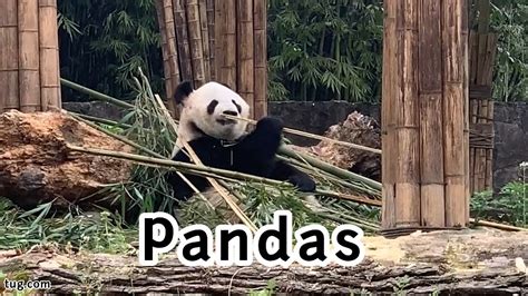 Pandas Youtube