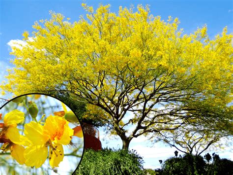 The Best Yellow Flowering Trees