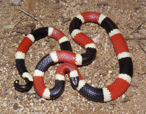 Western Coral Snake Snakes