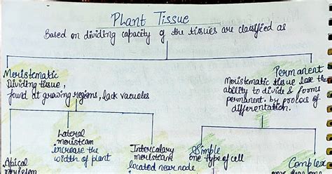Class 9 Plant Tissue Handmade Mind Map