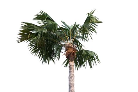 Palm Tree On Transparent Background 26508964 Png