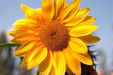 3840x2160 Wallpaper Garden Flower Yellow Sunflower Flower Yellow