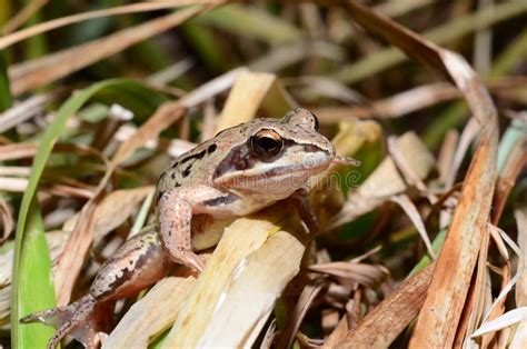 Frog In The Grass Stock Photo Image Of Amphibian Closeup 140782892
